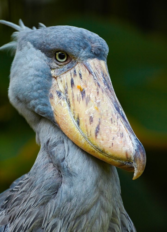 Picture of SHOE-BILLED STORK II