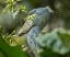 Picture of SHOE-BILLED STORK III