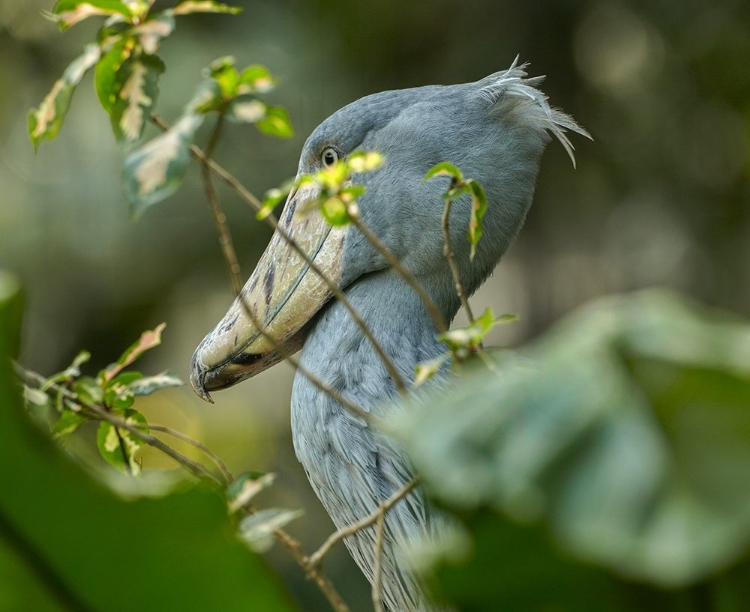 Picture of SHOE-BILLED STORK III