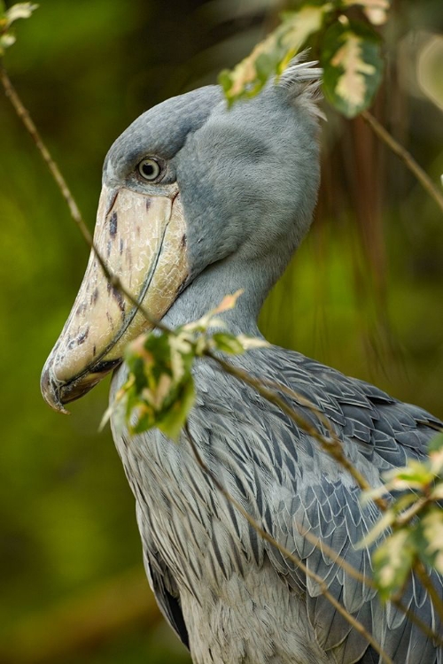 Picture of SHOE-BILLED STORK IV