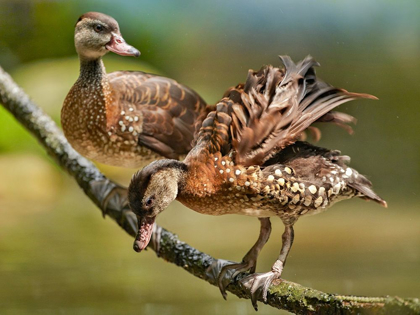 Picture of WHITE SPOTTED TREE DUCKS