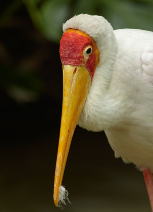 Picture of YELLOW-BILLED STORK