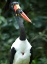 Picture of SADDLE-BILLED STORK-KENYA