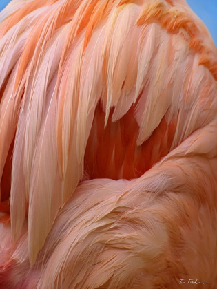 Picture of CARIBBEAN GREATER FLAMINGO CLOSE-UP OF BACK