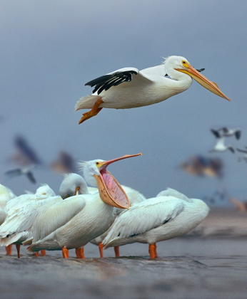 Picture of WHITE PELICANS AT BOLIVAR FLATS-TEXAS