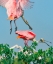 Picture of ROSEATE SPOONBILLS-HIGH ISLAND-TEXAS USA