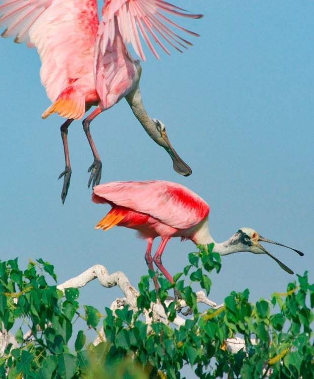 Picture of ROSEATE SPOONBILLS-HIGH ISLAND-TEXAS USA