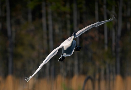 Picture of TRUMPETER SWAN-ARKANSAS I