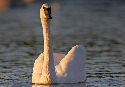 Picture of TRUMPETER SWAN-ARKANSAS II