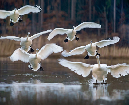 Picture of TRUMPETER SWANS LANDING ON MAGNESS LAKE-ARKANSAS I