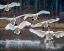 Picture of TRUMPETER SWANS LANDING ON MAGNESS LAKE-ARKANSAS I