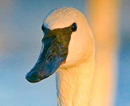 Picture of TRUMPETER SWAN-MAGNESS LAKE-ARKANSAS I