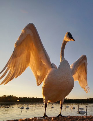 Picture of TRUMPETER SWAN-MAGNESS LAKE-ARKANSAS II