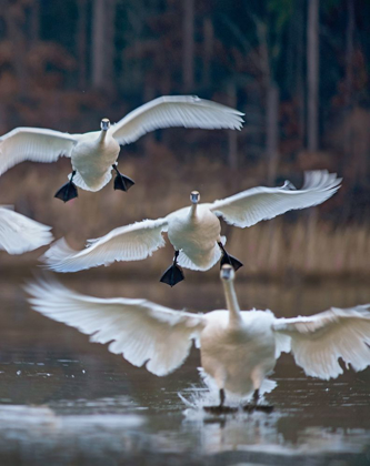 Picture of TRUMPETER SWANS LANDING ON MAGNESS LAKE-ARKANSAS II