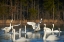 Picture of TRUMPETER SWANS SOCIAL BEHAVIOUR-MAGNESS LAKE-ARKANSAS