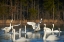 Picture of TRUMPETER SWANS SOCIAL BEHAVIOUR-MAGNESS LAKE-ARKANSAS