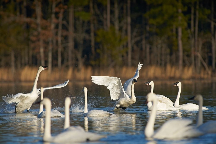 Picture of TRUMPETER SWANS SOCIAL BEHAVIOUR-MAGNESS LAKE-ARKANSAS