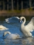 Picture of TRUMPETER SWANS PAIR-ARKANSAS