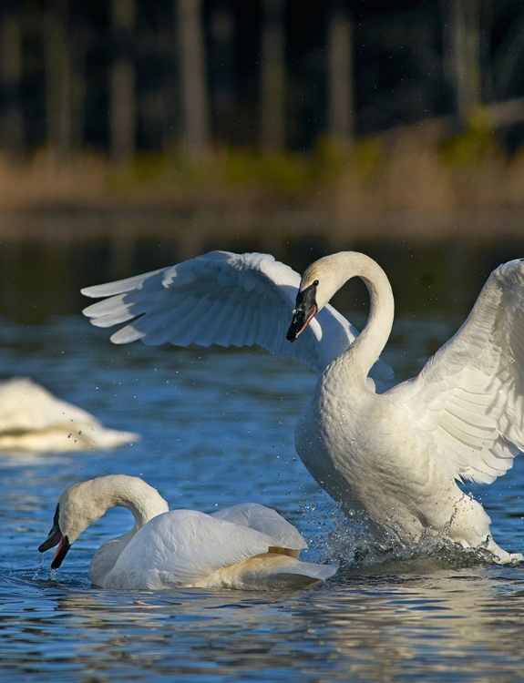 Picture of TRUMPETER SWANS PAIR-ARKANSAS