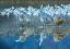 Picture of SANDHILL CRANES-BOSQUE DEL APACHE NATIONAL WILDLIFE REFUGE-NEW MEXICO I