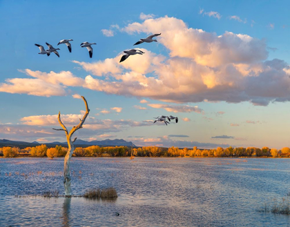 Picture of SNOW GEESE-BOSQUE DEL APACHE NATIONAL WILDLIFE REFUGE-NEW MEXICO II
