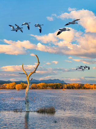Picture of SNOW GEESE-BOSQUE DEL APACHE NATIONAL WILDLIFE REFUGE-NEW MEXICO III