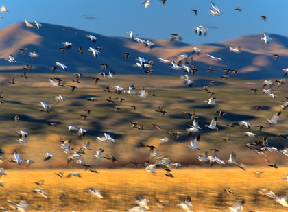 Picture of SNOW GEESE AND SANDHILL CRANES-BOSQUE DEL APACHE NATIONAL WILDLIFE REFUGE-NEW MEXICO