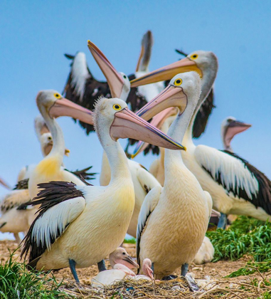 Picture of AUSTRALIAN PELICAN COLONY-PENGUIN ISLAND-AUSTRALIA I