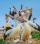 Picture of AUSTRALIAN PELICAN COLONY-PENGUIN ISLAND-AUSTRALIA I