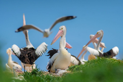 Picture of AUSTRALIAN PELICAN COLONY-PENGUIN ISLAND-AUSTRALIA II