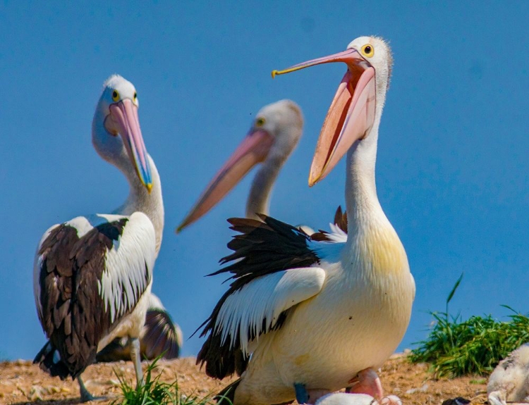 Picture of AUSTRALIAN PELICAN COLONY-PENGUIN ISLAND-AUSTRALIA III