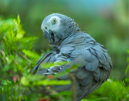 Picture of AFRICAN GRAY PARROT PORTRAIT I
