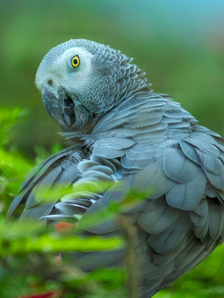 Picture of AFRICAN GRAY PARROT PORTRAIT II