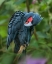 Picture of BLACK PALM COCKATOO-INDONESIA