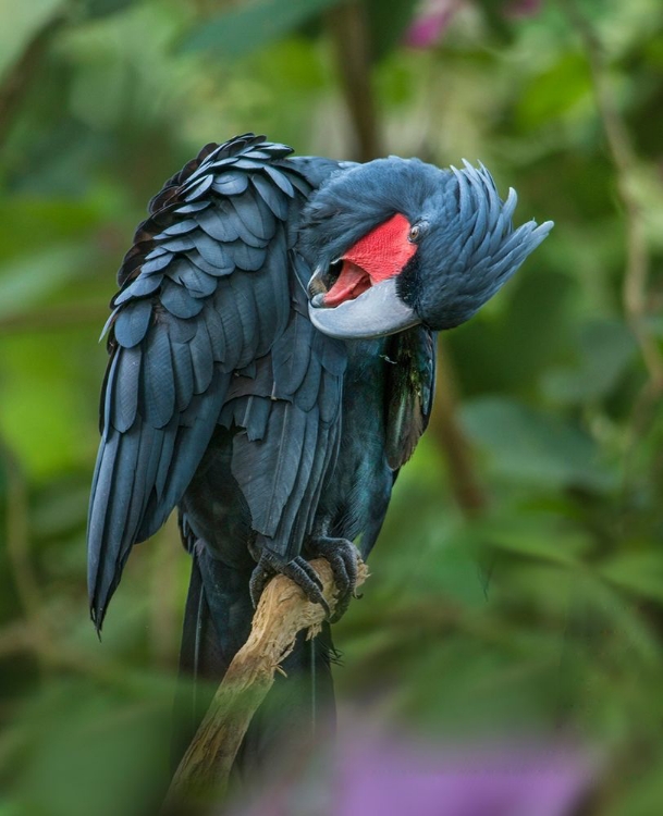 Picture of BLACK PALM COCKATOO-INDONESIA