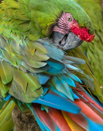Picture of BLUE MACAW PREENING I