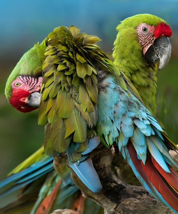 Picture of BLUE MACAW PREENING II