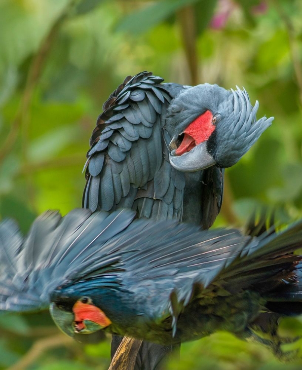 Picture of GIANT PALM COCKATOOS-INDONESIA