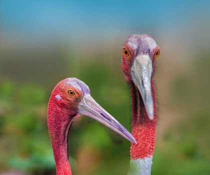 Picture of INDIAN CRANES