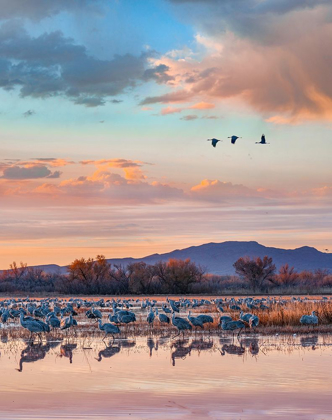 Picture of SANDHILL CRANES-BOSQUE DEL APACHE NATIONAL WILDLIFE REFUGE-NEW MEXICO II