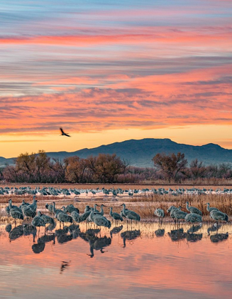 Picture of SANDHILL CRANES-BOSQUE DEL APACHE NATIONAL WILDLIFE REFUGE-NEW MEXICO III