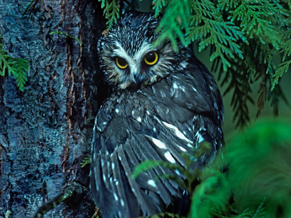 Picture of NORTHERN SAW-WHET OWL MANTLING PREY BRITISH COLUMBIA