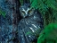 Picture of NORTHERN SAW-WHET OWL MANTLING PREY BRITISH COLUMBIA