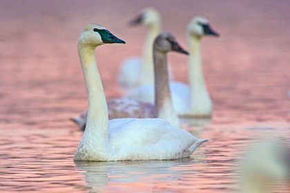 Picture of TRUMPETER SWANS AT TWILIGHT-ARKANSAS I