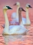 Picture of TRUMPETER SWANS AT TWILIGHT-ARKANSAS II