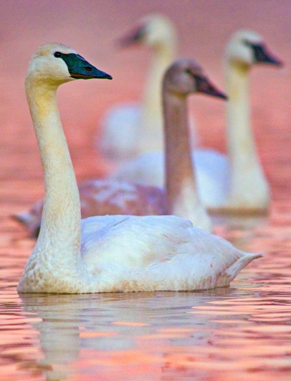 Picture of TRUMPETER SWANS AT TWILIGHT-ARKANSAS II