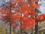 Picture of RED MAPLES-PONCA WILDERNESS-ARKANSAS
