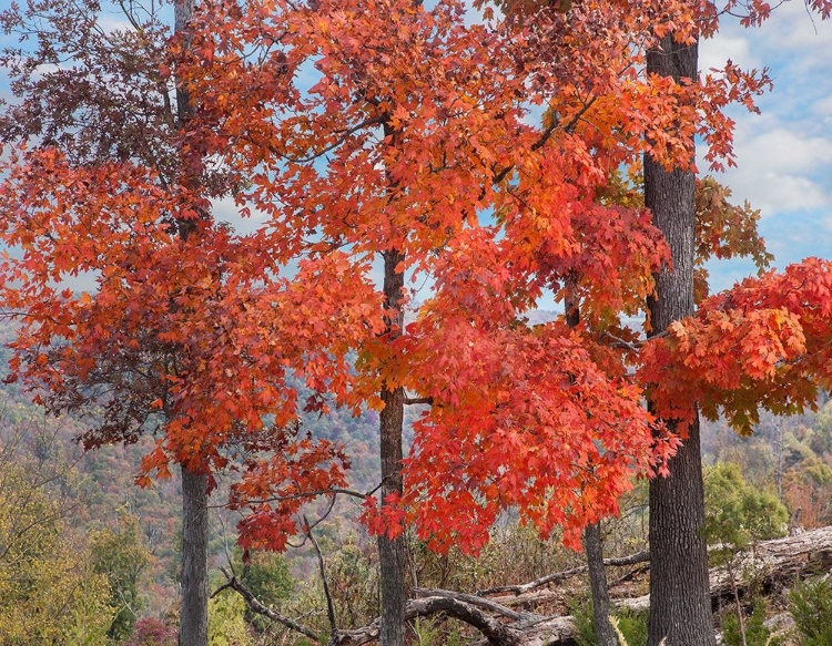 Picture of RED MAPLES-PONCA WILDERNESS-ARKANSAS