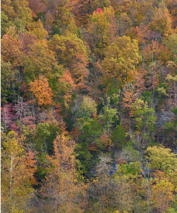 Picture of BOXLEY VALLEY-BUFFALO NATIONAL RIVER-ARKANSAS