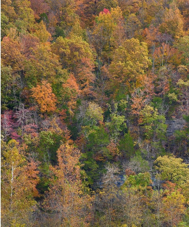 Picture of BOXLEY VALLEY-BUFFALO NATIONAL RIVER-ARKANSAS